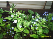 �������� �������������