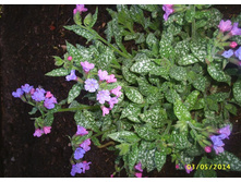 �������� ��������, ��� ��������� \"Mrs. ���n\"