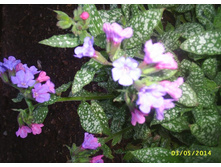 �������� ��������, ��� ��������� \"Mrs. ���n\"