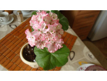 Pretty Petticoat(������)