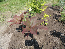 ��������� ��������