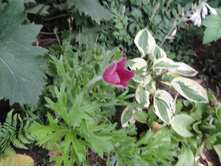 �������� �������