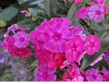 ����� ��� 