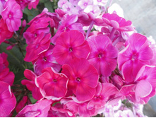 ����� ��� 