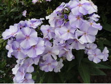 ����� �������