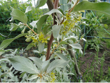 ��� �����������