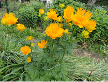 ���������� ��������� ���� ����