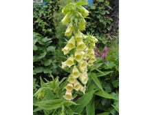 ����������� ������