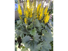 ��������� ����������� -- Ligularia stenocephala 'The Rocket'