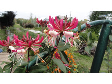 ��������� ��������