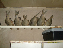 ������ ��� (2).JPG