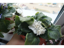 ��������� �����.JPG