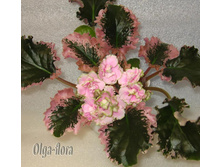 Wranglers regtaim Cowboy.jpg