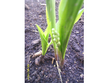 ������ �������