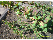 �������� �������� \'Green Carpet\'  ������