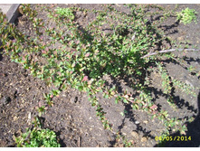 �������� �������� 