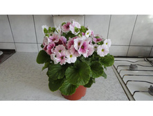 ������� ��������