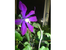 �������� ��������� (Birjuzinka). ������ �������