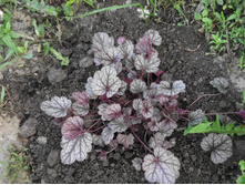 ������� Blackberry Jam