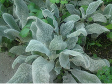 ������ ���������� (������ ����)