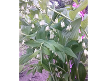 ������ �������������