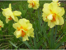 ����������� 240.jpg