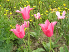 ����������� 257.jpg