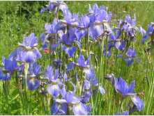 ����������� 309.jpg