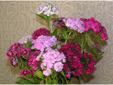 ����������� 318.jpg