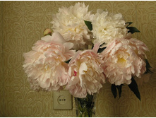 ����������� 320.jpg