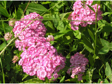 ����������� 340.jpg