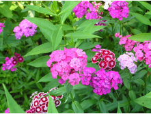 ����������� 351.jpg