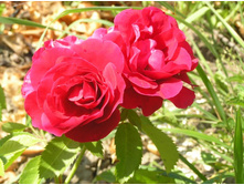 ����������� 364.jpg