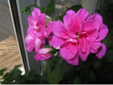 ���������� ������������ Beatrice Cottington