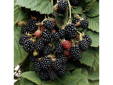 ������� ���� ����� 305