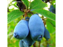 ��������� ���������  191