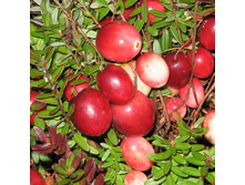 ������ ������������� ������� 260