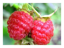 ������ ������ 194