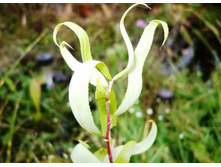 ��� �������� �������� (���������)