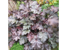 ������� Ametyst Mist