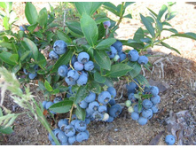 �������� �������