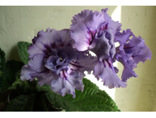 �������� �������