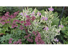 ��������� � ���������� .....� �������� ....