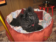 ���� � ����� 390.jpg