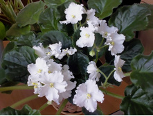 ��������