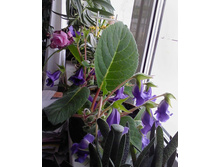 ��������