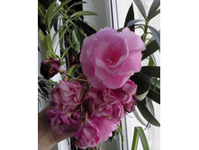 �������