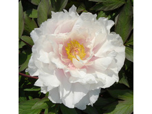 ���� ����������� ����� ������ 285