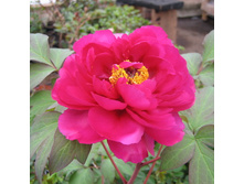 ���� ����������� ��������� ������� � ������ 285,0