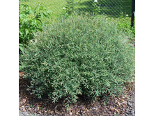 ��� ��������� ���� 140,0